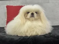 Coby, a male Pekingese for sale in Shipshewana, IN – 4 of 4