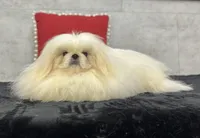 Coby, a male Pekingese for sale in Shipshewana, IN – 3 of 4