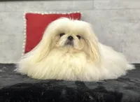 Coby, a male Pekingese for sale in Shipshewana, IN – 2 of 4