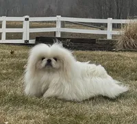 Coby, a male Pekingese for sale in Shipshewana, IN – Photo 2 of 4