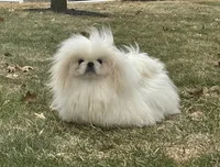 Coby, a male Pekingese for sale in Shipshewana, IN – Photo 3 of 4