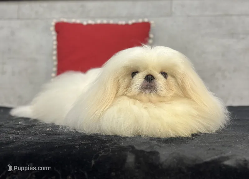 Coby – Pekingese puppy for sale in Shipshewana, IN