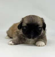 Copper, a male Pekingese for sale in Shipshewana, IN – 3 of 4