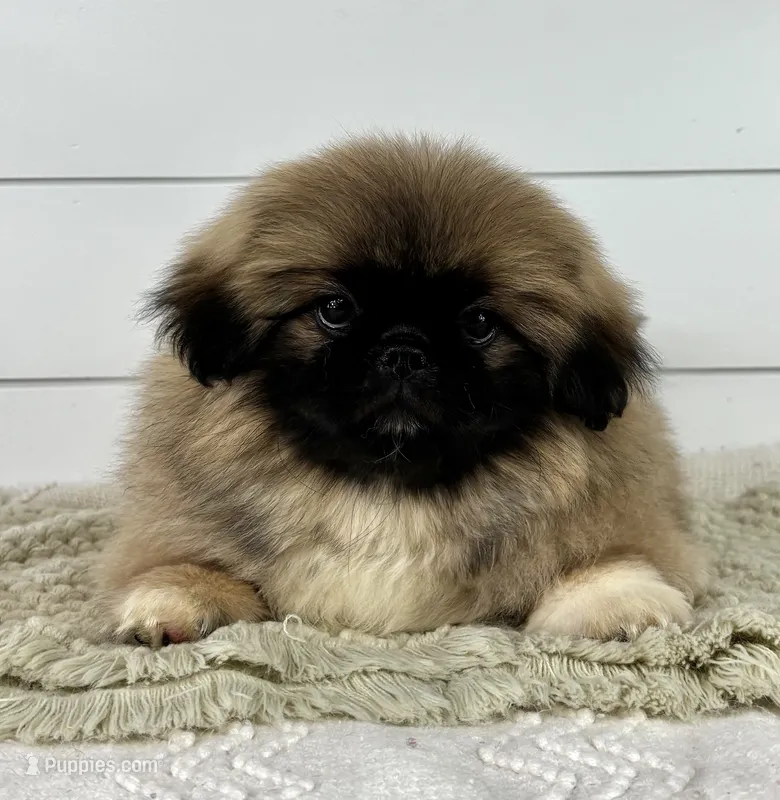 Copper – Pekingese puppy for sale in Shipshewana, IN
