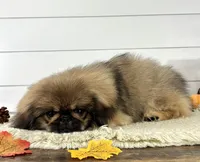 Kai, a male Pekingese for sale in Shipshewana, IN – 3 of 4