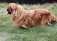 BREEDING STOCK!, a female Pekingese for sale in Shipshewana, IN – 4 of 4