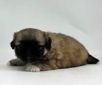 Copper, a male Pekingese for sale in Shipshewana, IN – 2 of 4
