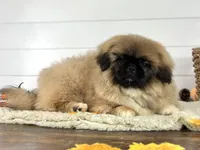 Copper, a male Pekingese for sale in Shipshewana, IN – 4 of 4