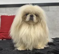 Conrad, a male Pekingese for sale in Shipshewana, IN – Photo 3 of 4