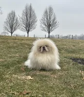Conrad, a male Pekingese for sale in Shipshewana, IN – Photo 4 of 4