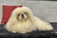Conrad, a male Pekingese for sale in Shipshewana, IN – Photo 2 of 4