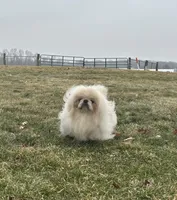 Conrad, a male Pekingese for sale in Shipshewana, IN – Photo 3 of 4