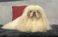 Conrad, a male Pekingese for sale in Shipshewana, IN – Photo 4 of 4