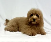 Honey, a female Poodle - Miniature  and Miniature Dachshund for sale in Shipshewana, IN – 2 of 5