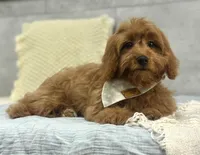Ruby, a female Poodle - Miniature  and Miniature Dachshund for sale in Shipshewana, IN – 2 of 5