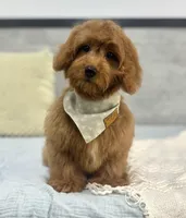 Ruby, a female Poodle - Miniature  and Miniature Dachshund for sale in Shipshewana, IN – 3 of 5