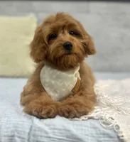 Ruby, a female Poodle - Miniature  and Miniature Dachshund for sale in Shipshewana, IN – 4 of 5