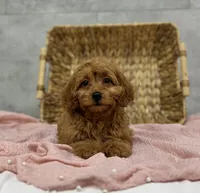 Ruby, a female Poodle - Miniature  and Miniature Dachshund for sale in Shipshewana, IN – Photo 1 of 4