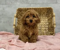 Ruby, a female Poodle - Miniature  and Miniature Dachshund for sale in Shipshewana, IN – Photo 2 of 4