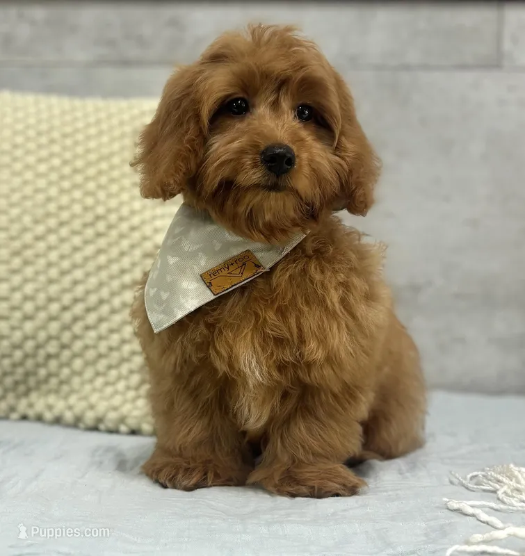 Ruby – Poodle - Miniature , Miniature Dachshund puppy for sale in Shipshewana, IN