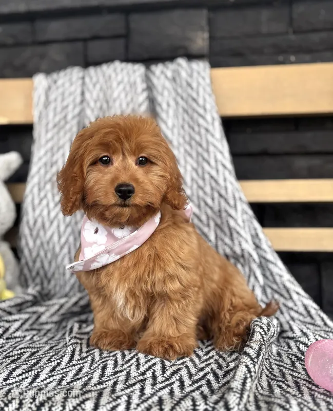 Ruby – Poodle - Miniature , Miniature Dachshund puppy for sale in Shipshewana, IN