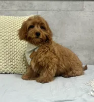 Ruby, a female Poodle - Miniature  and Miniature Dachshund for sale in Shipshewana, IN – 5 of 5