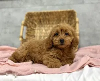 Ruby, a female Poodle - Miniature  and Miniature Dachshund for sale in Shipshewana, IN – Photo 3 of 4