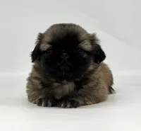 Hazel, a female Pekingese for sale in Shipshewana, IN – 4 of 4
