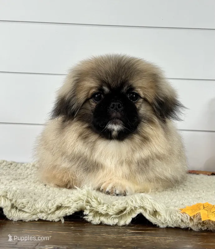 Leo – Pekingese puppy for sale in Shipshewana, IN