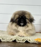 Leo, a male Pekingese for sale in Shipshewana, IN – 1 of 4