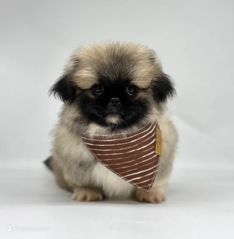 Leo – Pekingese puppy for sale in Shipshewana, IN