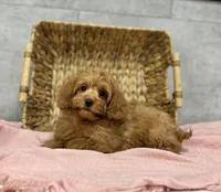 Honey, a female Poodle - Miniature  and Miniature Dachshund for sale in Shipshewana, IN – Photo 3 of 4