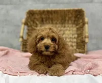Honey, a female Poodle - Miniature  and Miniature Dachshund for sale in Shipshewana, IN – Photo 1 of 4