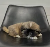 Rocky, a male Pekingese for sale in Shipshewana, IN – 3 of 4