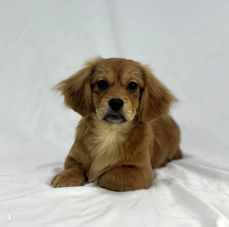 Hershey – Pekingese, Miniature Dachshund puppy for sale in Shipshewana, IN