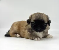 Copper, a male Pekingese for sale in Shipshewana, IN – 4 of 4