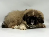 Rocky, a male Pekingese for sale in Shipshewana, IN – 4 of 4