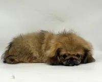 Daisy, a female Pekingese for sale in Shipshewana, IN – 5 of 5