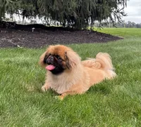 BREEDING STOCK!, a female Pekingese for sale in Shipshewana, IN – 2 of 7