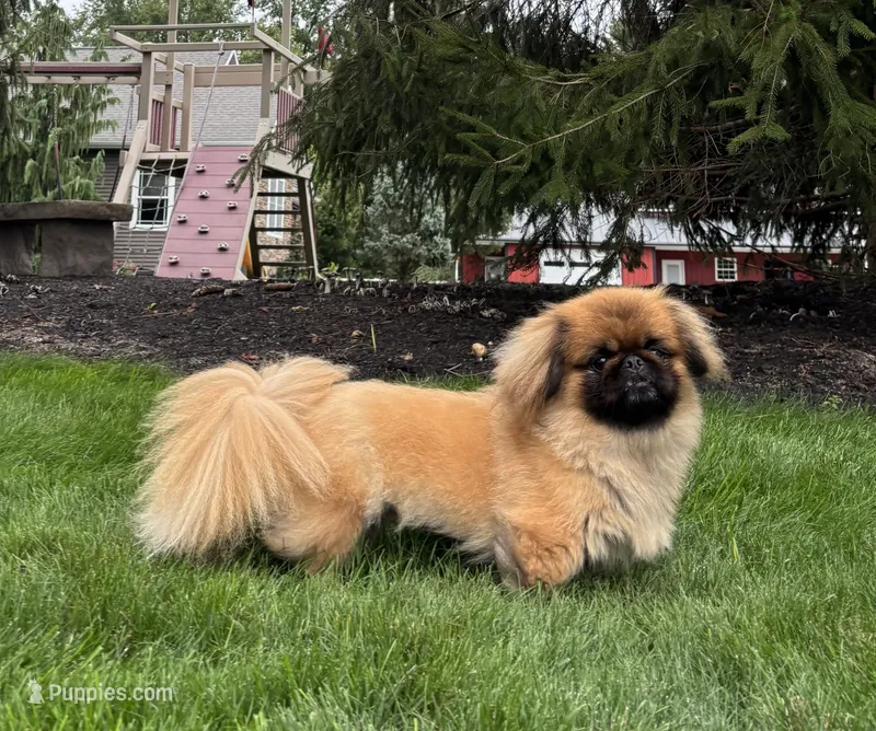 BREEDING STOCK! – Pekingese puppy for sale in Shipshewana, IN