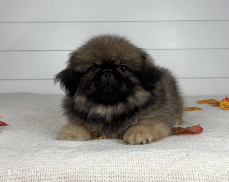 Kai – Pekingese puppy for sale in Shipshewana, IN