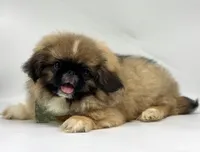 Rocky, a male Pekingese for sale in Shipshewana, IN – 2 of 4