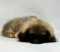 Forest, a male Pekingese for sale in Shipshewana, IN – 5 of 5
