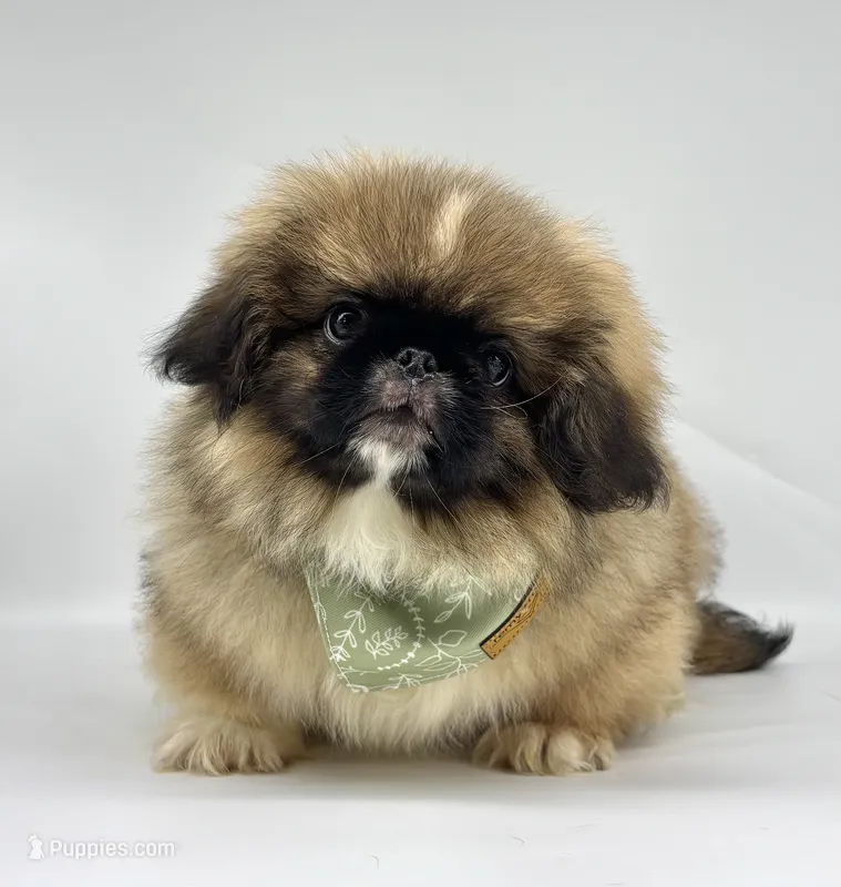 Rocky – Pekingese puppy for sale in Shipshewana, IN