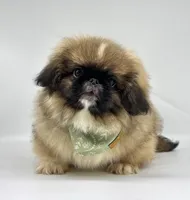 Rocky, a male Pekingese for sale in Shipshewana, IN – 1 of 4