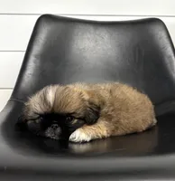 Rocky, a male Pekingese for sale in Shipshewana, IN – 4 of 4