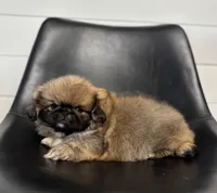 Daisy, a female Pekingese for sale in Shipshewana, IN – 2 of 4
