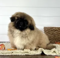 Copper, a male Pekingese for sale in Shipshewana, IN – 2 of 4