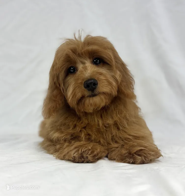 Ruby – Poodle - Miniature , Miniature Dachshund puppy for sale in Shipshewana, IN