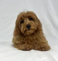 Ruby, a female Poodle - Miniature  and Miniature Dachshund for sale in Shipshewana, IN – 1 of 5